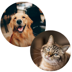 A dog and a cat, the pets we care for.